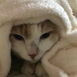 the cat