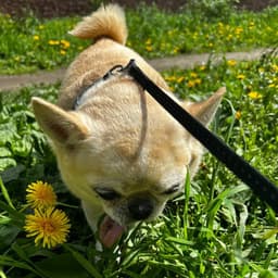 light mops