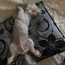 jerry